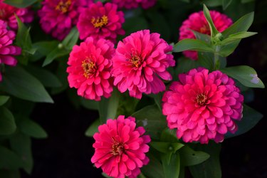 Close-Up Of Pink Flowering Plants
