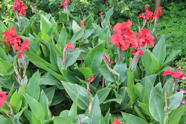 Indian flower cane (canna hybrid) in Ørstedsparken Copenhagen, Denmark