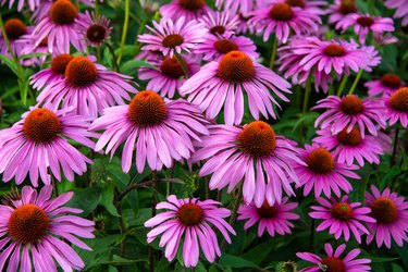 Coneflower is a plant that butterflies are attracted to