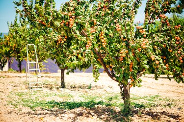 Growing Fruit Trees in Containers, Part 2 - Stark Bro's