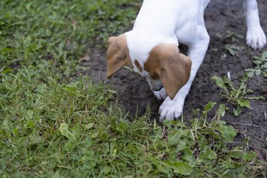 Puppy digging a hole in the lawn.