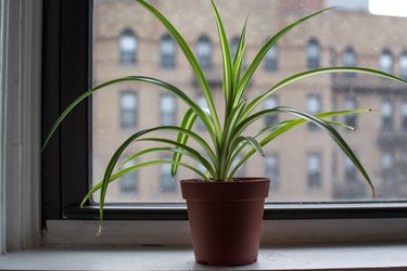 Small Spider Plant in Window Sill - Modern Home Decor