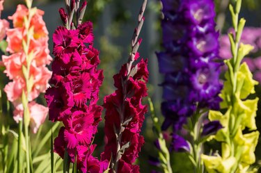 when do you dig up gladiolus bulbs