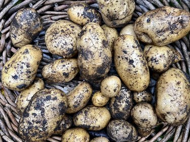 Freshly Harvested Potatoes