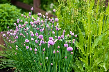 Lush flowering chives