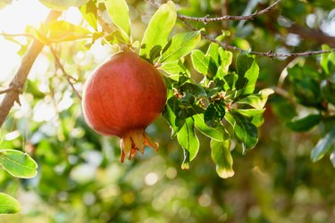 Ripe pomegranate on the branch. The foliage on the background.