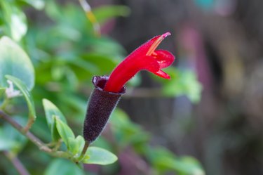Red Lipstick Flower, Lipstick Plant or Aeschynanthus radicans jack flower
