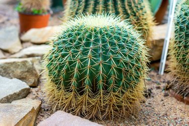 Green round thorny Golden Barrel cactus (Echinocactus grusonii or Kroenleinia grusonii) plant with needles in the garden