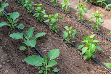 greenhouse with organic pepper and eggplant plants and drip irrigation system - selective focus