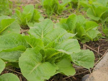 Green cos vegetable salad in the farm