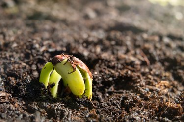 Dragon tongue bean sprout just emerging from garden soil.