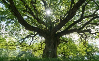 majestic old oak giving shade to a spring meadow with the sun peeking through