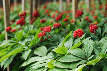 Traditional ginseng Red fruit of Korea