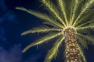 Surfside Florida Tropical Winter Palm Tree Decorated with Christmas Lights