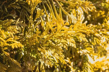 why are my austrian pine tree leaves turning yellow