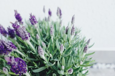 Closeup View Of Lavender Blooming In Pot Against White Wall.