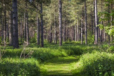 Trail beneath the pines, Lynford Arboretum, Thetford Forest, East Anglia, Norfolk, UK