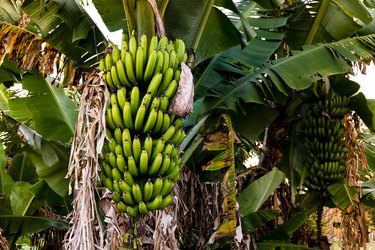 Banana tree with bunch of growing ripe green bananas, plantation rain-forest background