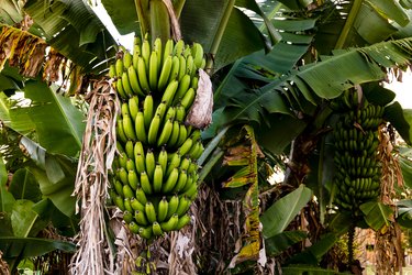 How Long Until Banana Trees Yield Fruit? | Hunker