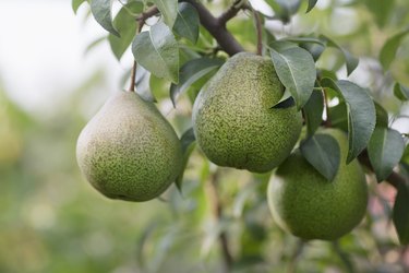 Ripe pears hanging from the branch of a pear tree