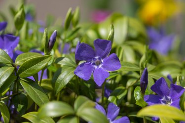 Vinca minor lesser periwinkle ornamental flowers in bloom, common periwinkle flowering plant, creeping flowers