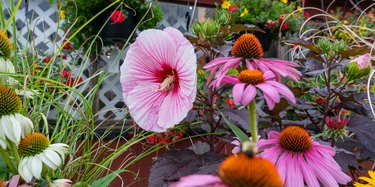 Flowers in the garden. Lovely pink hibiscus flower and echinacea flowers in a flower bed