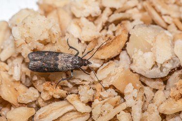 Moth Larvae on Your Kitchen Ceiling? Here's What to Do!