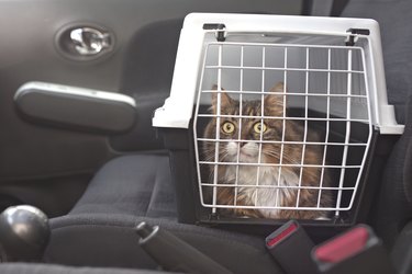 Cute Longhair Cat In A Pet Carrier Stands On The Passenger Seat In A Car.