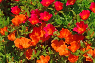 Portulaca Flower