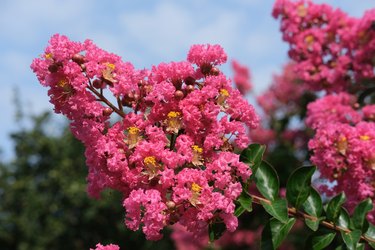 Summertime blooms of crepe myrtle trees showing there vibrant colors