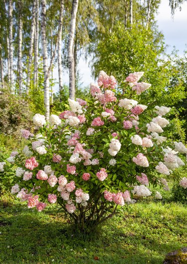 Hydrangea paniculata blooming in a suburban garden area