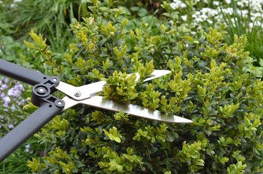 Close up on pruning, trimming buxus, boxwood shrubs with hedge shears. Trim Boxwoods in Spring. Cutting off buxus branches in the spring garden.