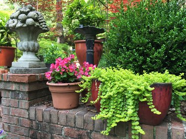 Backyard Patio Container Garden with Plants and Flowers