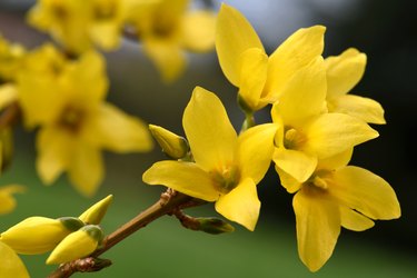 Easter Tree Blossom