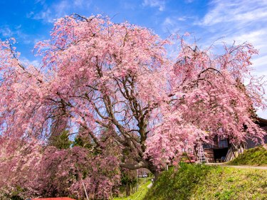 Full bloom cherry tree (Nagano Jinya-no-Sakura)
