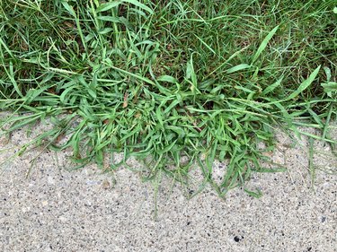Crabgrass creeping on sidewalk.