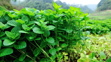 Mint Leaves - Plant