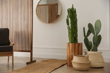 Stylish room interior with beautiful potted cacti