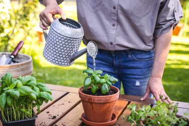 Planting and watering in spring.