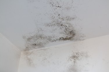 Mold on a white wall