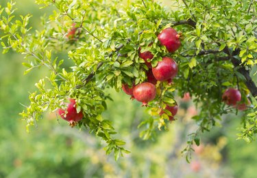 Pomegranate Trees