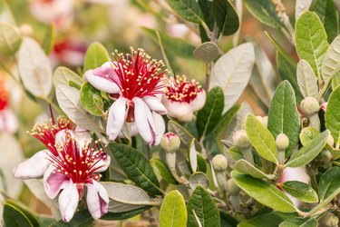 feijoa flowers and buds on feijoa tree