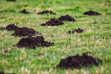 Closeup of several molehills in a yard.