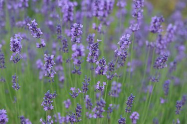 Lavandula angustifolia, Hidcote. Field of Lavender. Close up of purple lavender flowers background. Blooming Lavandula officinalis. Purple blue summer flower. Lavender bushes closeup