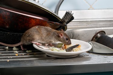 Close-up young rats sniffs leftovers on a plate on sink at the kitchen.