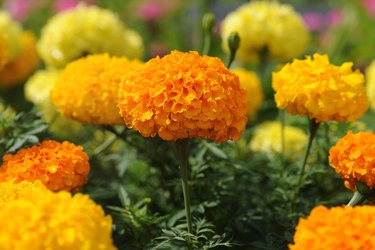 Marigold flowers in the garden