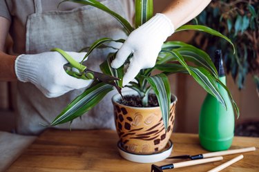 Caring for Dracaena fragrans houseplant at home.