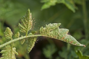 Spider mite infestation on garden plant.