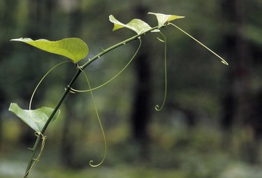 Tendril of common greenbriar, Smilax rotundifolia. These tendrils are modified stipules. They aid in climbing. Thorny, climbing vine. Michigan