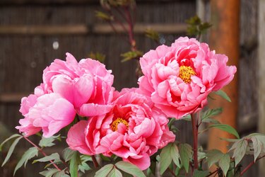 Peony flower blooming in Japanese garden.